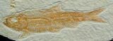 Good Sized Knightia Fish Fossil #18-1